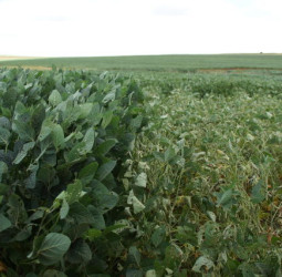 A revolução no campo e os 50 anos da Embrapa Soja